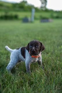 German Wirehaired Pointer