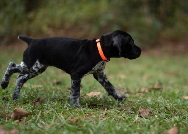 German Shorthaired Pointer