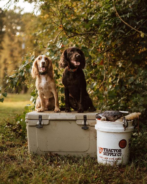English Cocker Spaniel
