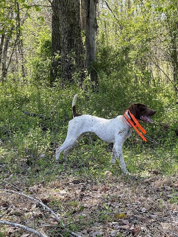German Shorthaired Pointer
