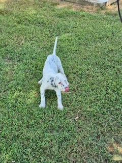 English Setter