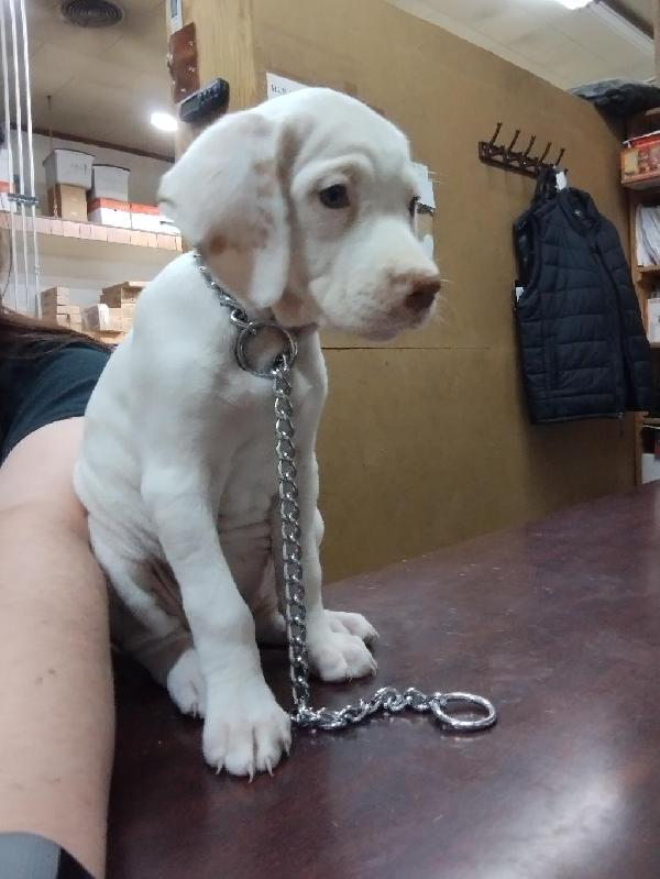 PUREBRED ENGLISH POINTER PUPPIES FOR SALE