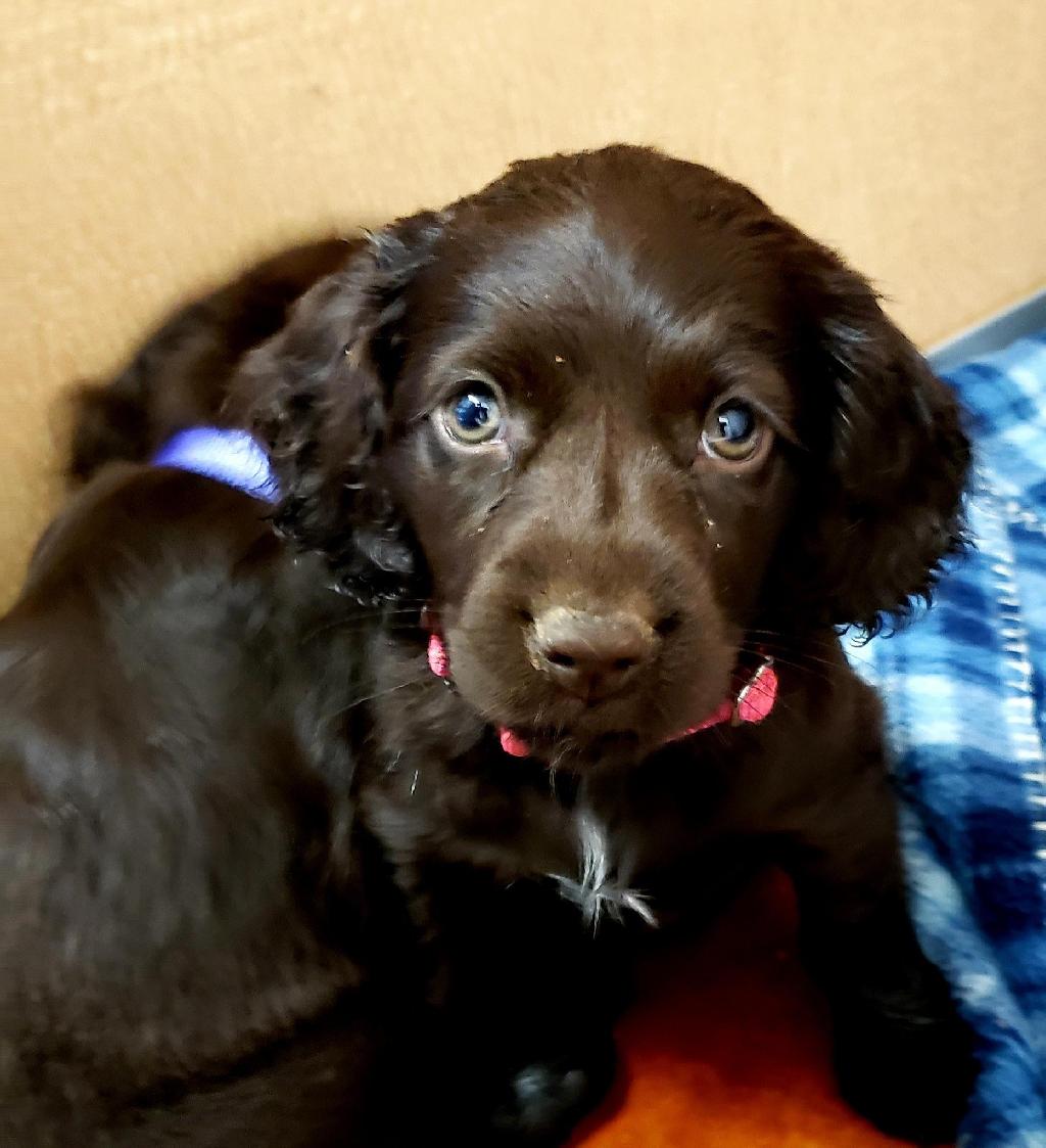 BOYKIN SPANIEL PUPPIES