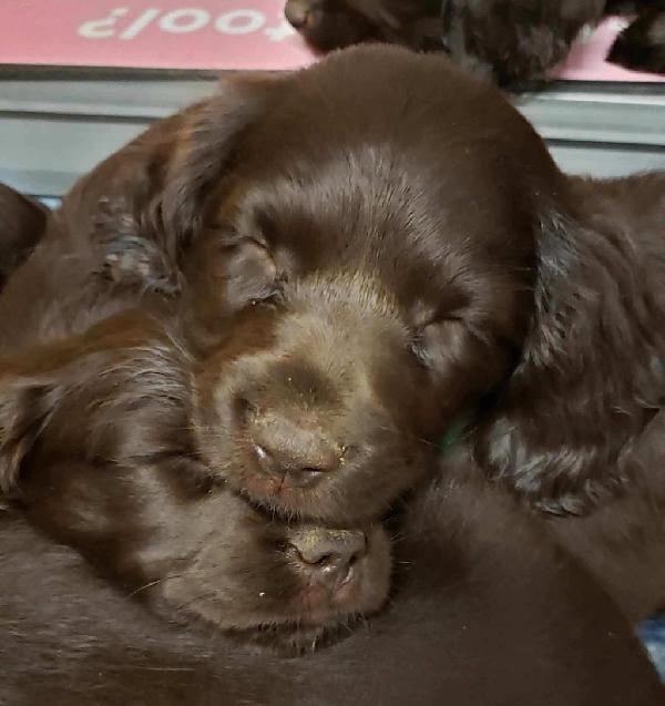 Boykin Spaniels