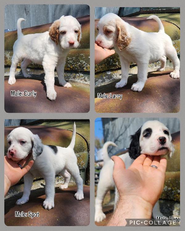 English Setter