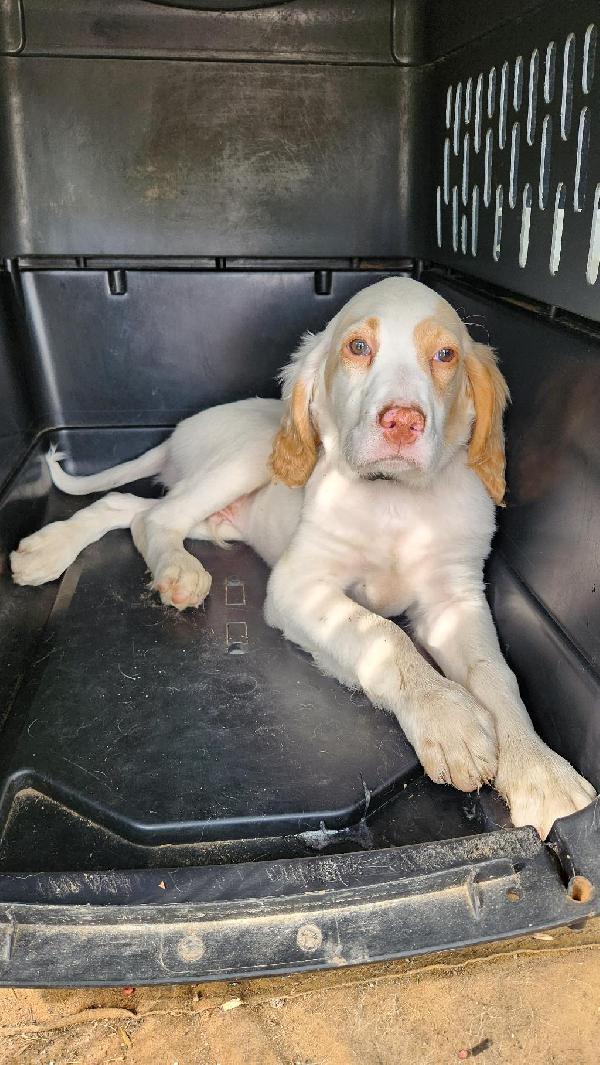 English Setter