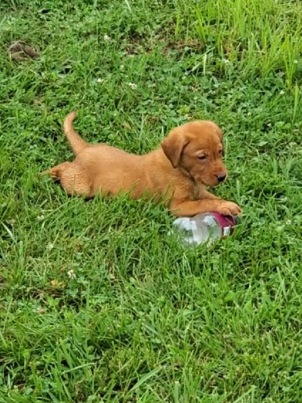 Labrador Retriever Puppies For Sale