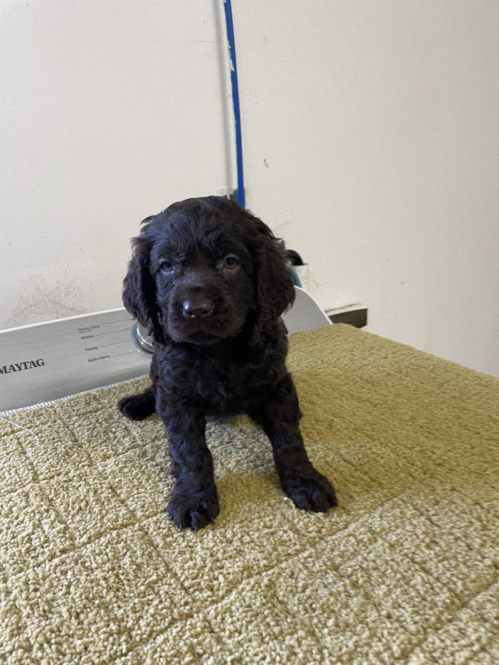 BOYKIN SPANIEL PUPS