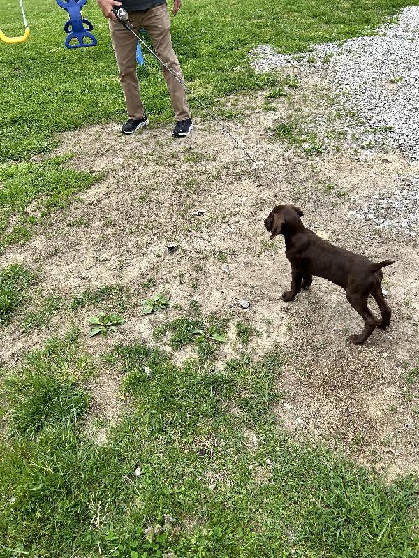 GERMAN SHORTHAIRED POINTER PUP