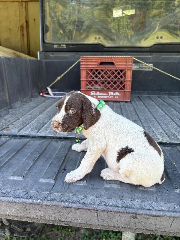 German Shorthaired Pointer