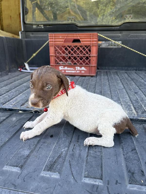 German Shorthaired Pointer