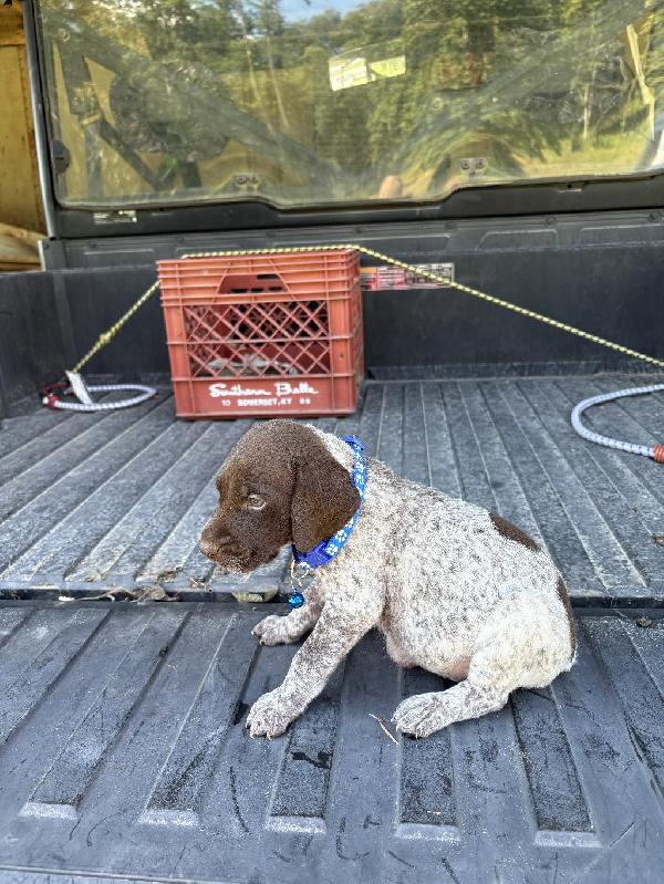 German Shorthaired Pointer