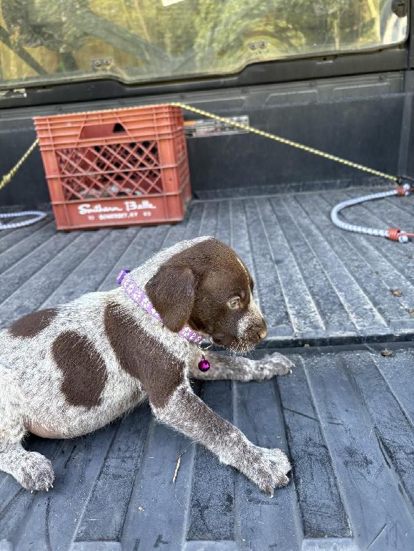 German Shorthaired Pointer