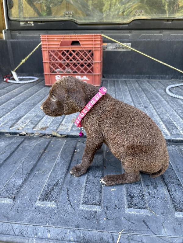 German Shorthaired Pointer
