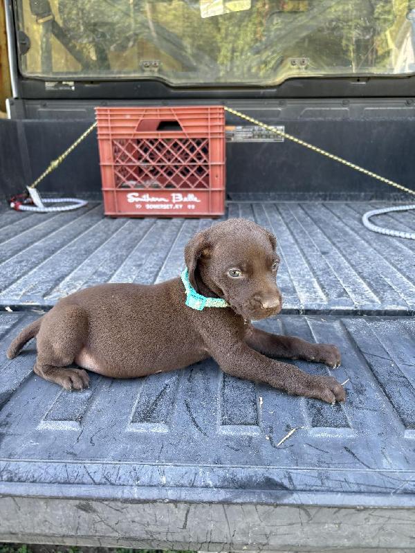 German Shorthaired Pointer