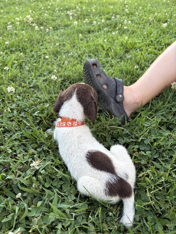 German Shorthaired Pointer