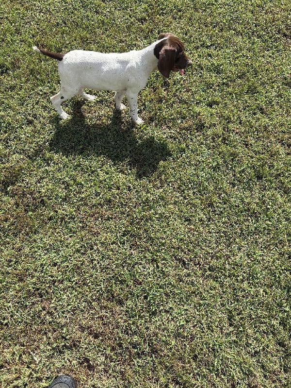 German Shorthaired Pointer
