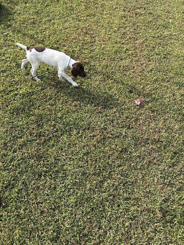 German Shorthaired Pointer