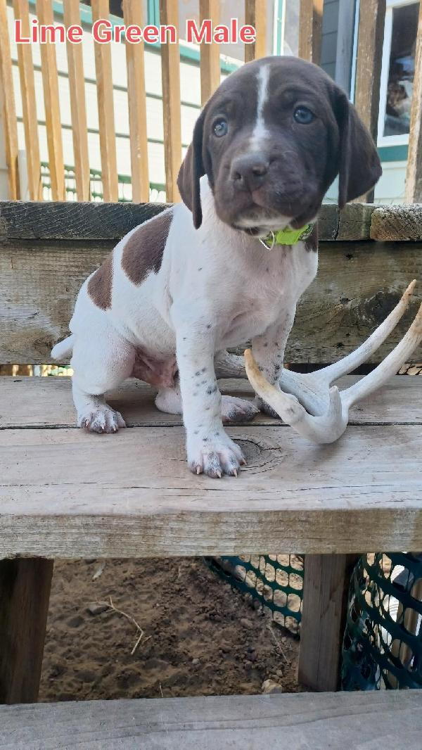 GERMAN SHORTHAIR POINTERS