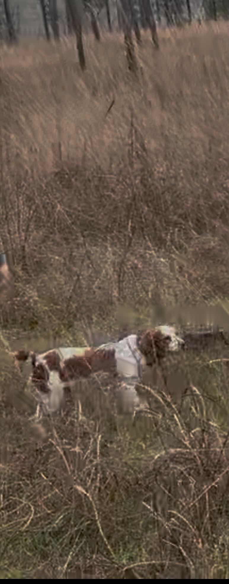 American Brittany