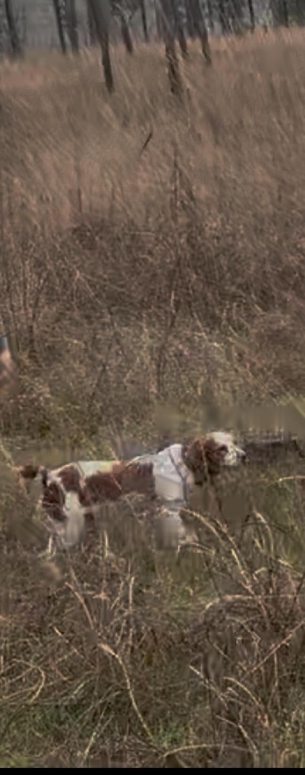REGISTERED BRITTANY PUPPIES American Brittany