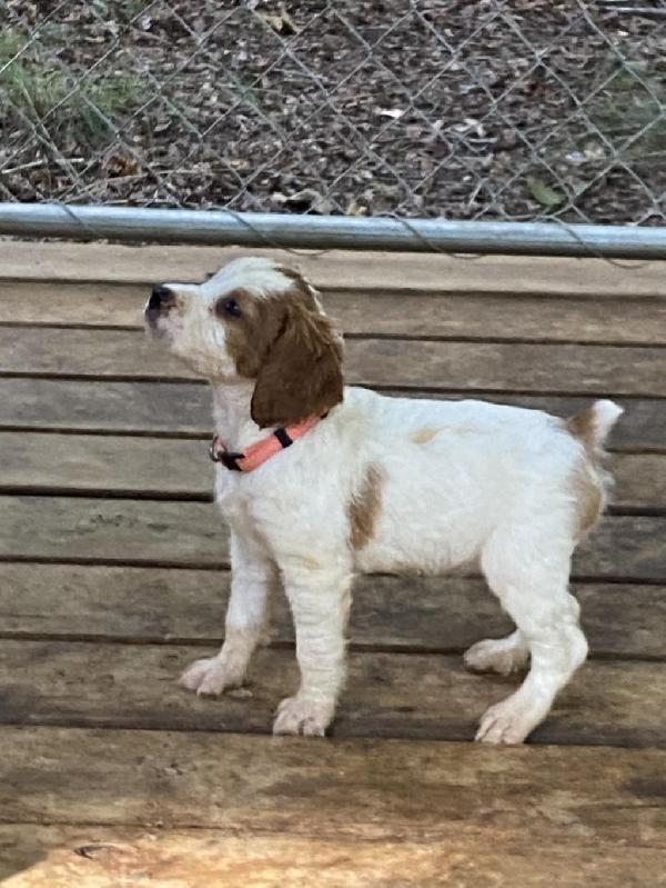 American Brittany
