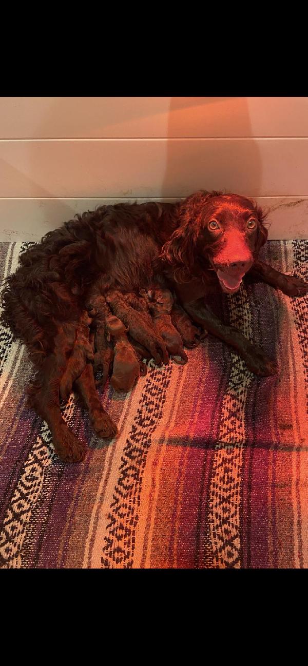 Boykin Spaniels