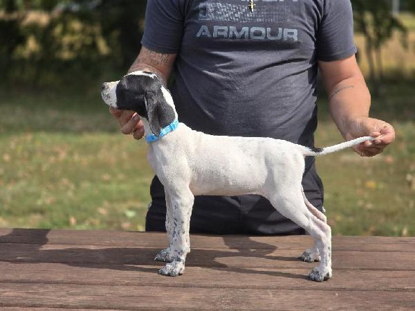 English Pointer