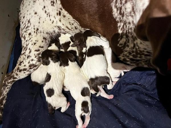 German Shorthaired Pointer - Puppies for Sale