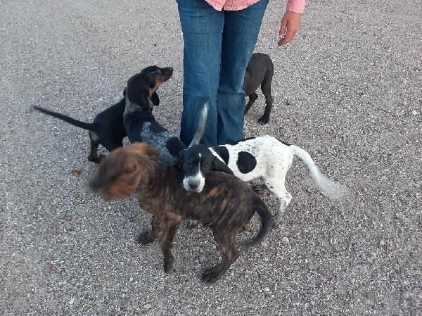 HOUND PUPS Bluetick Coonhound