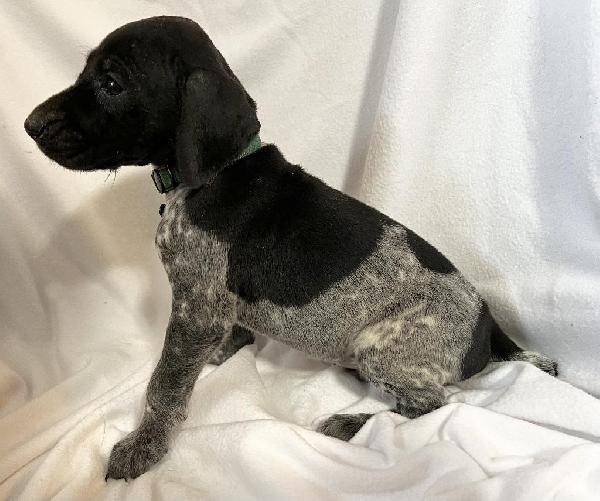 German Shorthaired Pointer