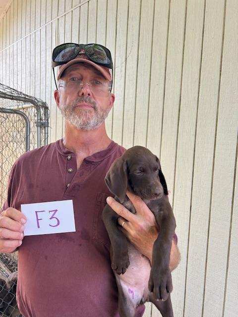 German Shorthaired Pointer