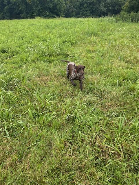 German Shorthaired Pointer