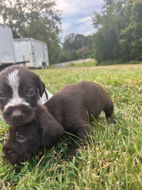 German Wirehaired Pointer