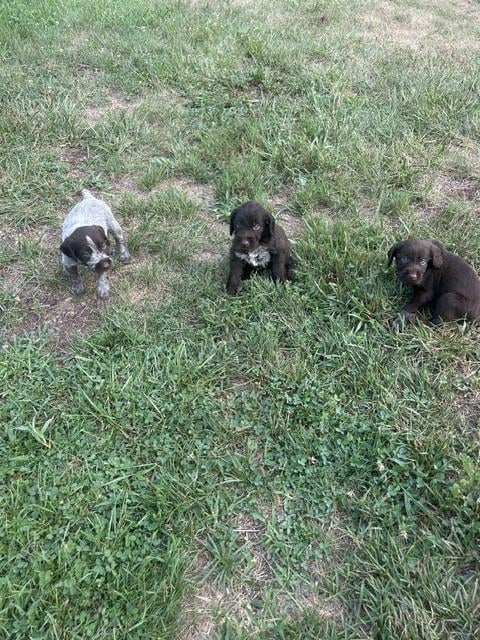 AKC GERMAN WIREHAIR POINTER PUPS German Wirehaired Pointer