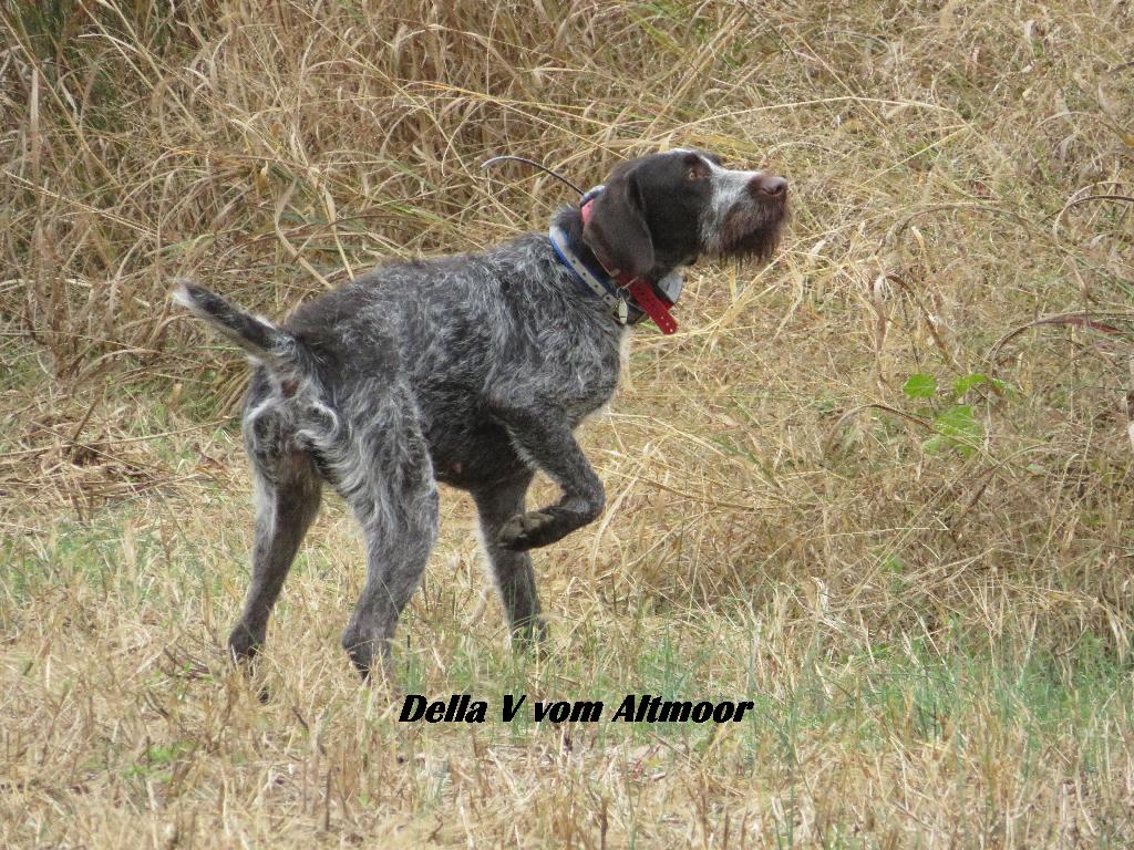 DRAHTHAAR PUPS GERMAN (VDD) REGISTERED