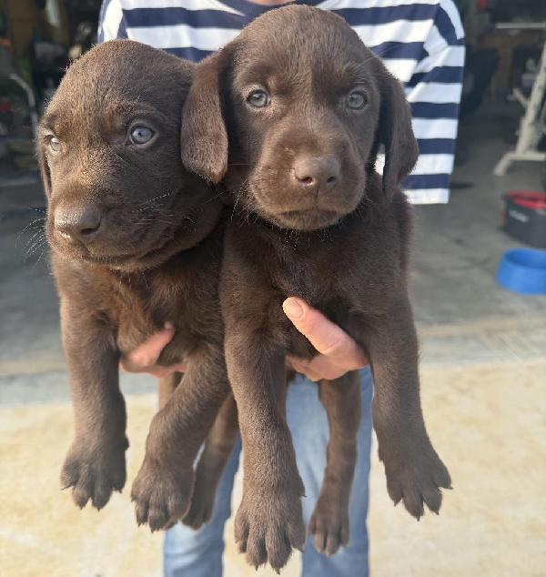 Labrador Retriever