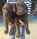 REGISTERED CHOCOLATE LAB PUPS READY 5-5-26