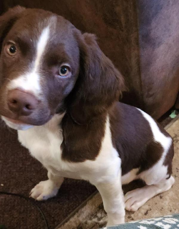 American Brittany for sale