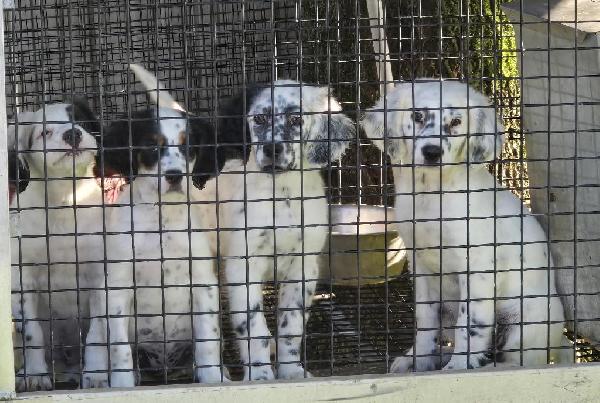 English Setter