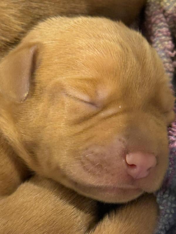 Hungarian Vizsla