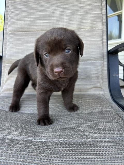 Labrador Retriever