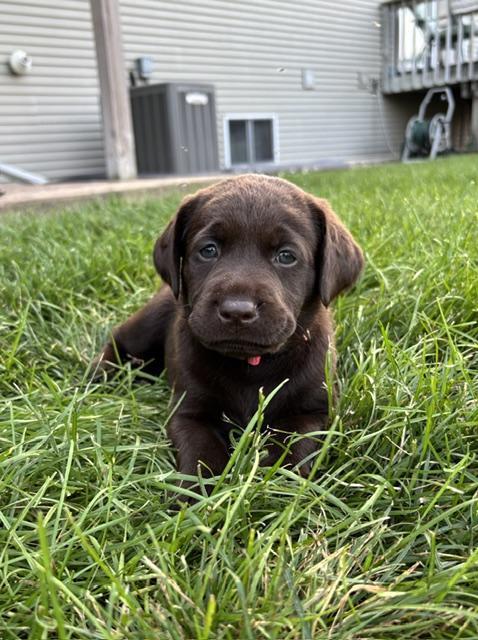 AKC CHOCOLATE LAB PUPPIES Labrador Retriever