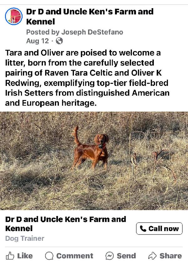 Irish Setter