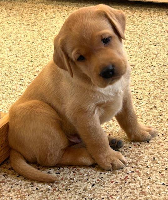 ONE YELLOW MALE AVAILABLE Labrador Retriever