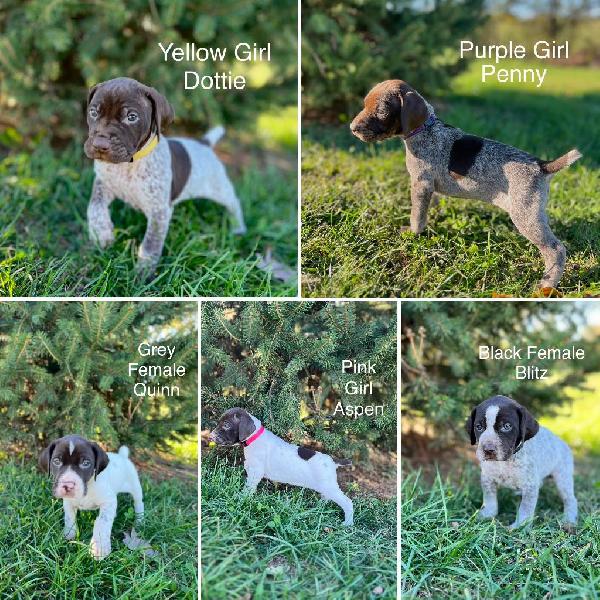 German Shorthaired Pointer