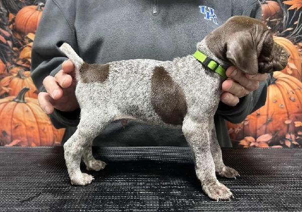 German Shorthaired Pointer