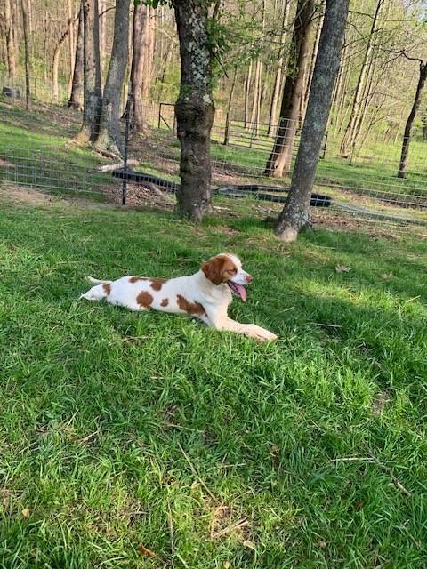 American Brittany