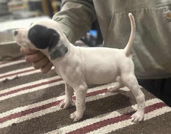 BLACKHAWK/ELHEW PUPS English Pointer