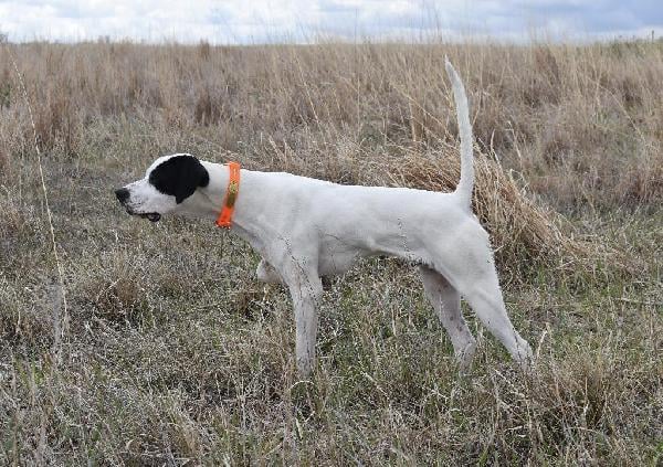 English Pointer